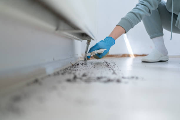 Best Local Pest Control Services  in Paulina, LA